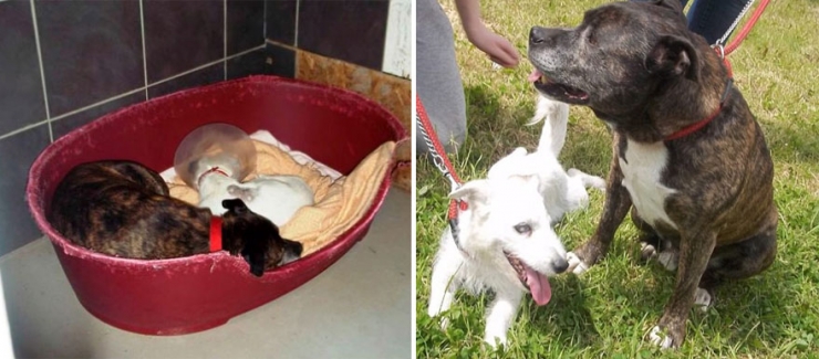 Illustration de l'article : Deux chiens, dont un aveugle, forment un formidable duo d'amis