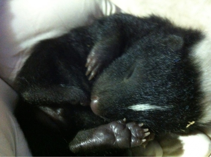 Illustration de l'article : Top 10 des bébés animaux qu'on a pas l'habitude de voir à cet âge...