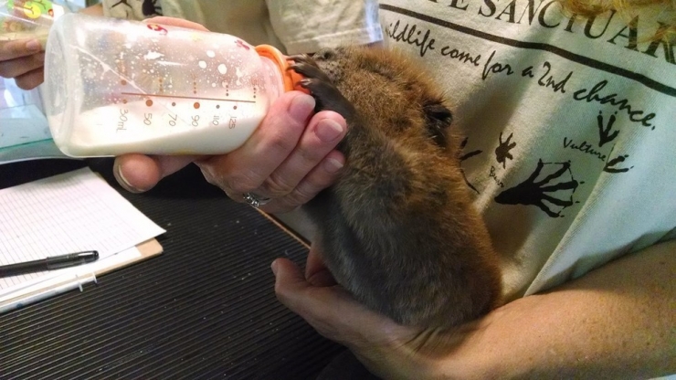 Illustration de l'article : Top 10 des bébés animaux qu'on a pas l'habitude de voir à cet âge...