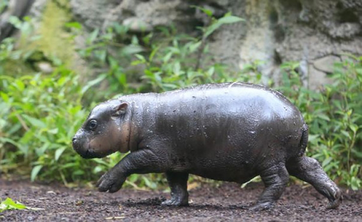 Ce Bebe Hippopotame Peut Enfin Profiter De Son Premier Bain Des Photos Adorables Ce Bebe Hippopotame Peut Enfin Profiter De Son Premier Bain Des Photos Adorables