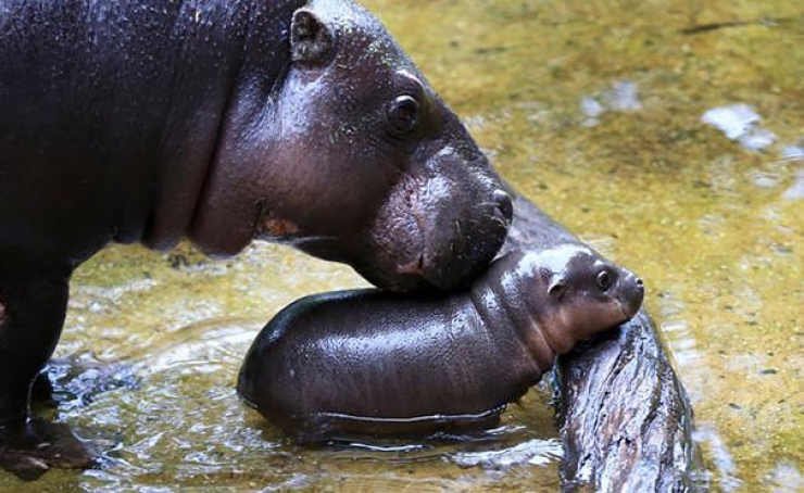 Illustration de l'article : Ce bébé hippopotame peut enfin profiter de son premier bain... Des photos adorables !