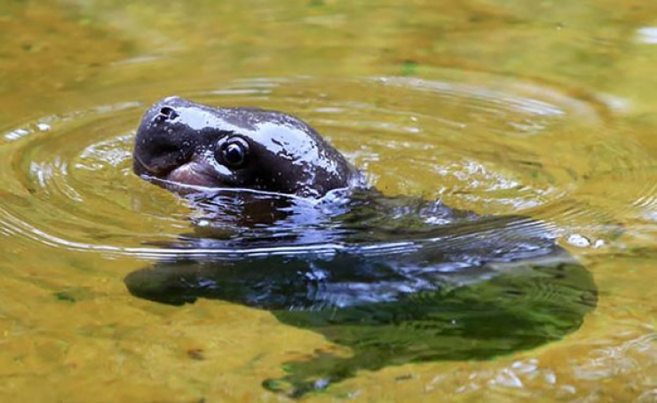 Illustration de l'article : Ce bébé hippopotame peut enfin profiter de son premier bain... Des photos adorables !