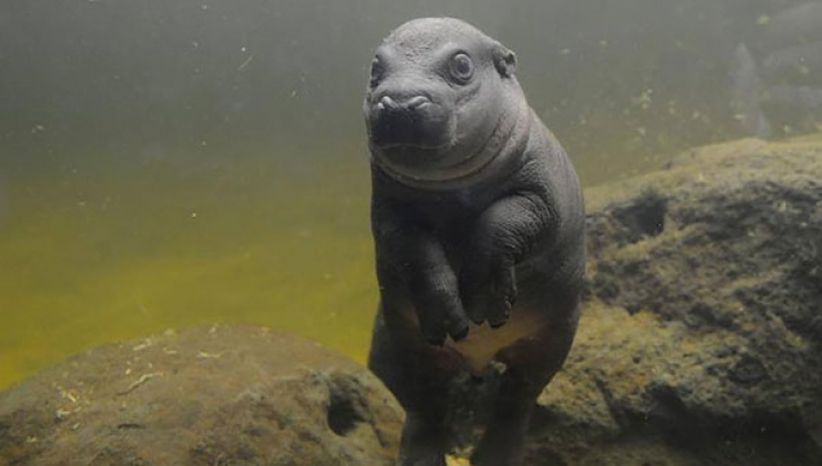 Illustration de l'article : Ce bébé hippopotame peut enfin profiter de son premier bain... Des photos adorables !