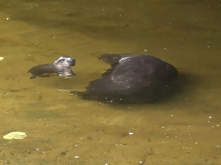 Illustration de l'article : Ce bébé hippopotame peut enfin profiter de son premier bain... Des photos adorables !