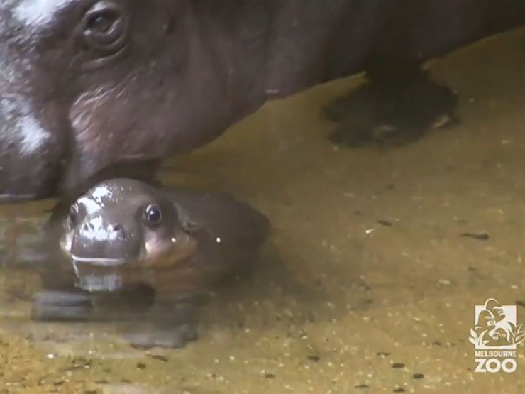 Illustration de l'article : Ce bébé hippopotame peut enfin profiter de son premier bain... Des photos adorables !