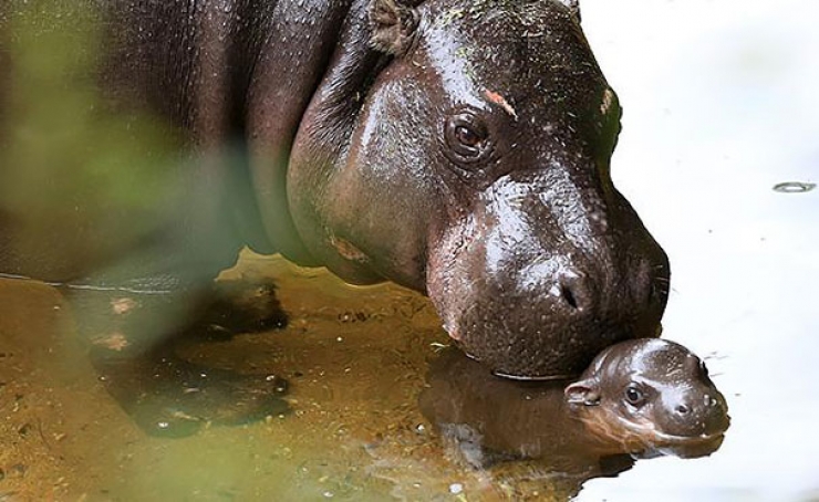 Illustration de l'article : Ce bébé hippopotame peut enfin profiter de son premier bain... Des photos adorables !