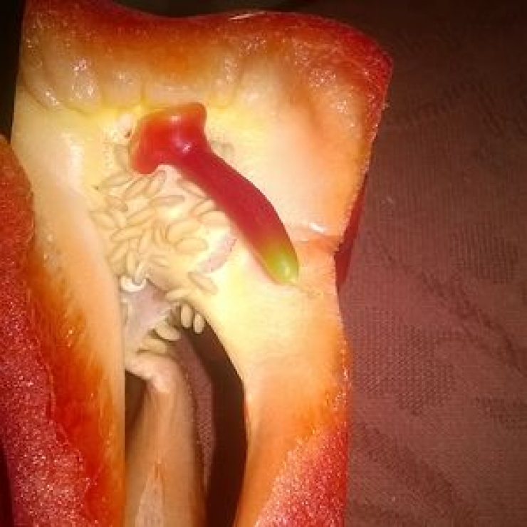 Illustration de l'article : Ces fruits et l&eacute;gumes qui ressemblent &eacute;trangement &agrave; certains trucs... Ne surtout pas avoir l'esprit d&eacute;plac&eacute; !