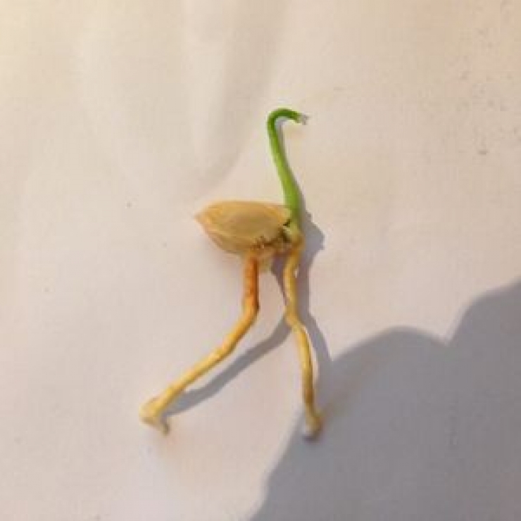 Illustration de l'article : Ces fruits et l&eacute;gumes qui ressemblent &eacute;trangement &agrave; certains trucs... Ne surtout pas avoir l'esprit d&eacute;plac&eacute; !