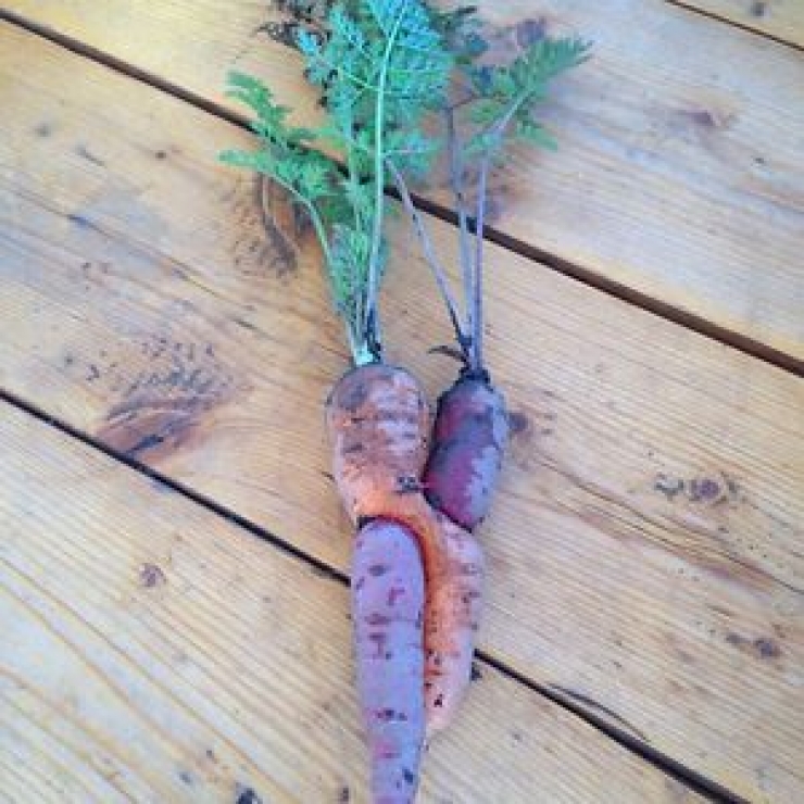 Illustration de l'article : Ces fruits et l&eacute;gumes qui ressemblent &eacute;trangement &agrave; certains trucs... Ne surtout pas avoir l'esprit d&eacute;plac&eacute; !