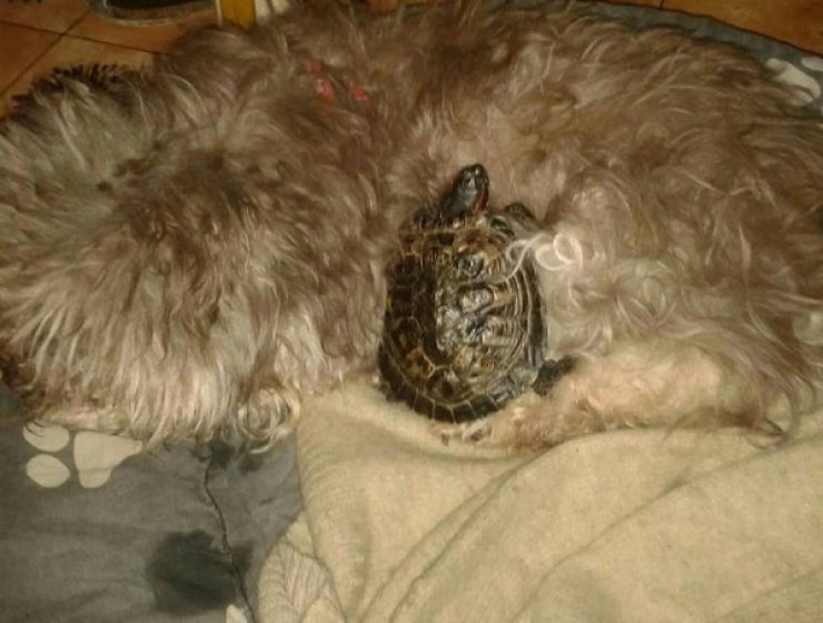 Illustration de l'article : Ils ne sont pas de la même espèce mais adorent dormir ensemble... Un peu de tendresse dans ce monde de brutes !