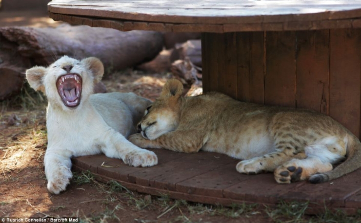 Illustration de l'article : Ils ne sont pas de la même espèce mais adorent dormir ensemble... Un peu de tendresse dans ce monde de brutes !