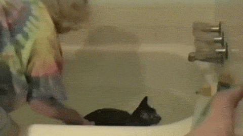 Illustration de l'article : Quand les animaux prennent enfin leur revanche... Il ne fallait pas les mettre en col&egrave;re !