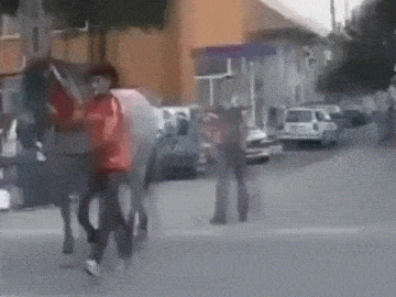 Illustration de l'article : Quand les animaux prennent enfin leur revanche... Il ne fallait pas les mettre en col&egrave;re !