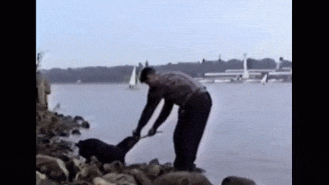 Illustration de l'article : Quand les animaux prennent enfin leur revanche... Il ne fallait pas les mettre en col&egrave;re !