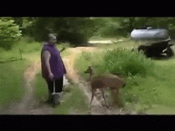 Illustration de l'article : Quand les animaux prennent enfin leur revanche... Il ne fallait pas les mettre en col&egrave;re !