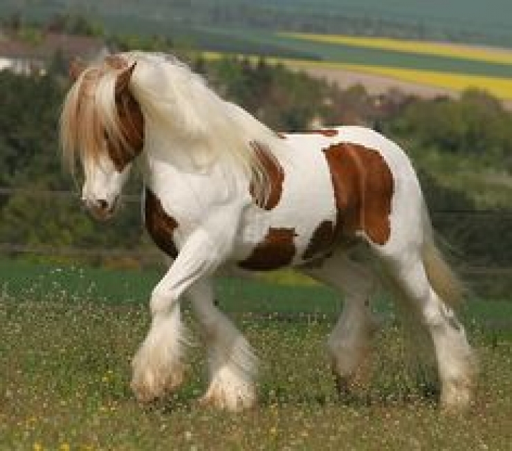 Illustration de l'article : Vous aimez les chevaux ? Les 24 de cette série sont simplement majestueux !