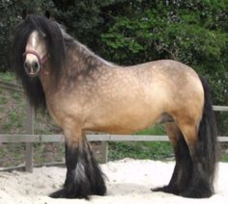 Illustration de l'article : Vous aimez les chevaux ? Les 24 de cette série sont simplement majestueux !