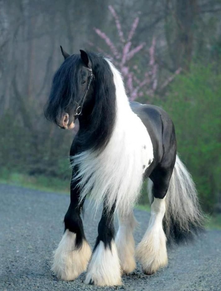Illustration de l'article : Vous aimez les chevaux ? Les 24 de cette série sont simplement majestueux !