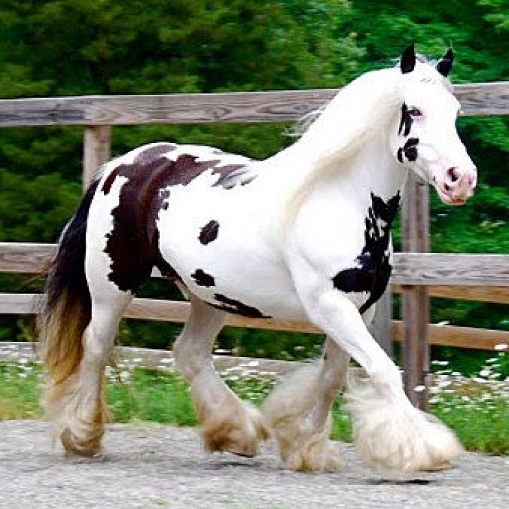 Illustration de l'article : Vous aimez les chevaux ? Les 24 de cette série sont simplement majestueux !