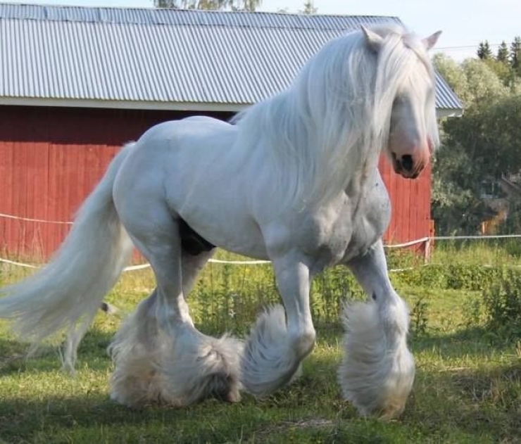 Illustration de l'article : Vous aimez les chevaux ? Les 24 de cette série sont simplement majestueux !