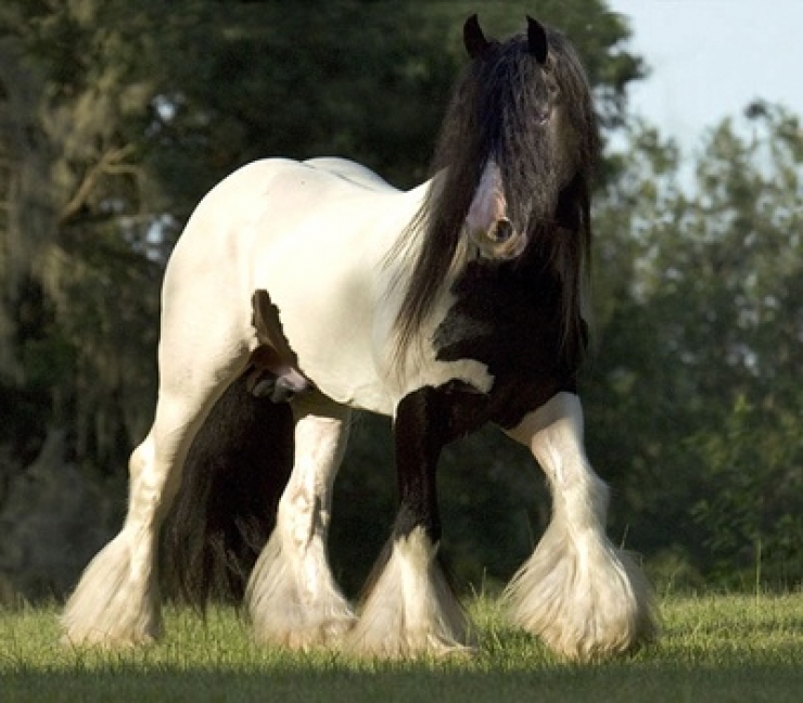Illustration de l'article : Vous aimez les chevaux ? Les 24 de cette série sont simplement majestueux !