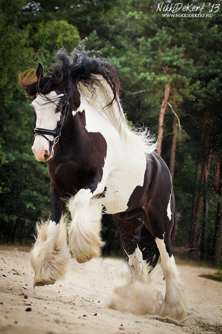 Illustration de l'article : Vous aimez les chevaux ? Les 24 de cette série sont simplement majestueux !