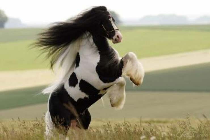 Illustration de l'article : Vous aimez les chevaux ? Les 24 de cette série sont simplement majestueux !