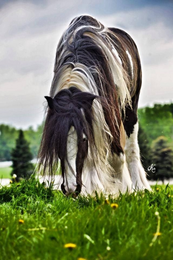 Illustration de l'article : Vous aimez les chevaux ? Les 24 de cette série sont simplement majestueux !
