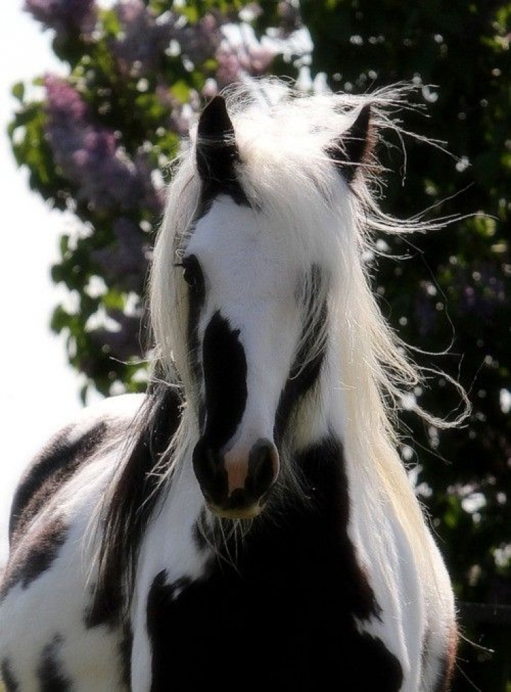 Illustration de l'article : Vous aimez les chevaux ? Les 24 de cette série sont simplement majestueux !
