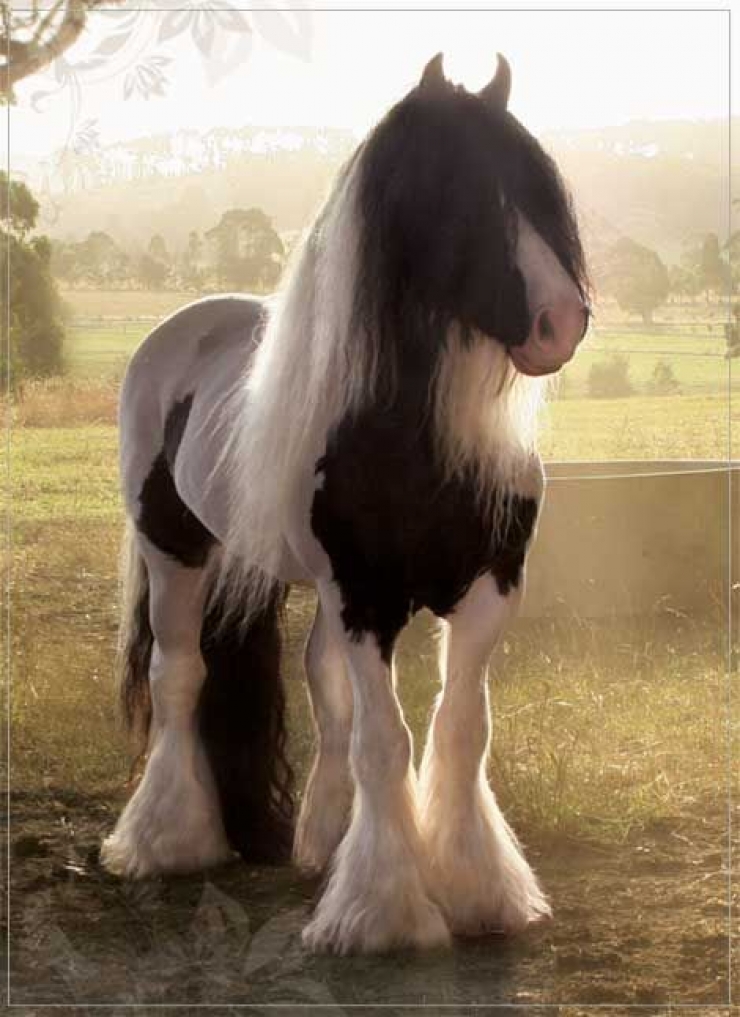 Illustration de l'article : Vous aimez les chevaux ? Les 24 de cette série sont simplement majestueux !