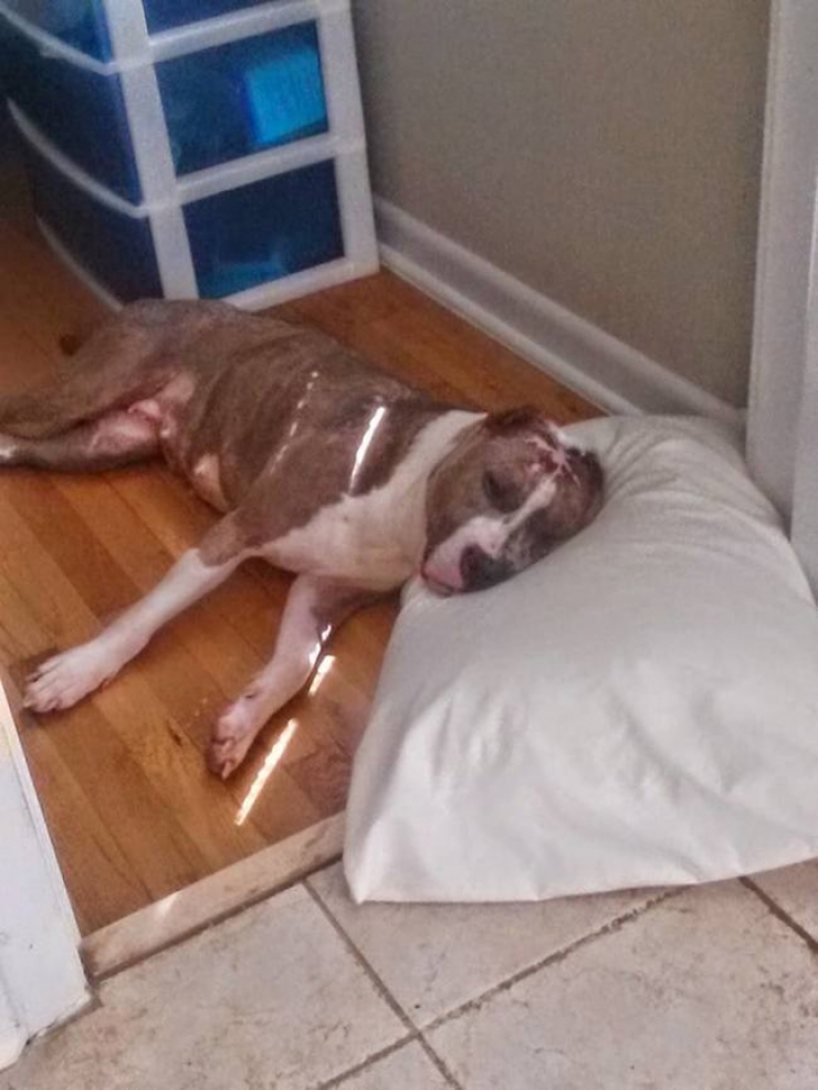 Illustration de l'article : Brûlé à l'acide, personne ne voulait l'adopter, jusqu'à ce qu'il tombe sur la merveilleuse Melinda !