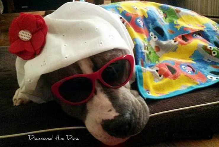 Illustration de l'article : Br&ucirc;l&eacute; &agrave; l'acide, personne ne voulait l'adopter, jusqu'&agrave; ce qu'il tombe sur la merveilleuse Melinda !