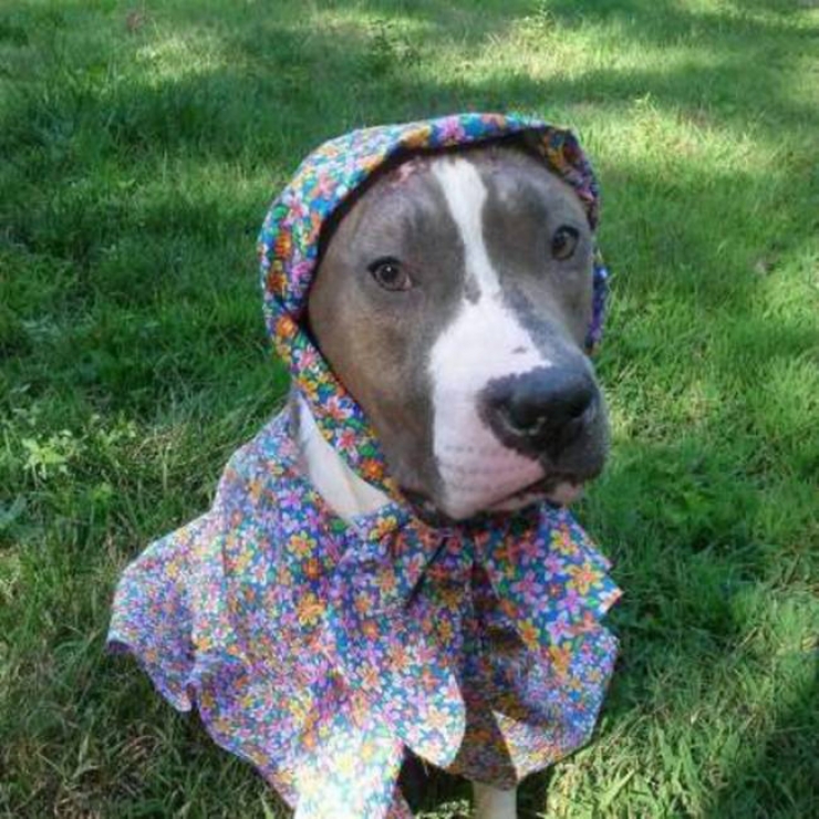 Illustration de l'article : Brûlé à l'acide, personne ne voulait l'adopter, jusqu'à ce qu'il tombe sur la merveilleuse Melinda !