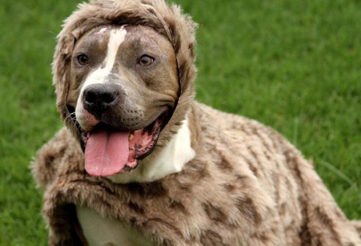 Illustration de l'article : Brûlé à l'acide, personne ne voulait l'adopter, jusqu'à ce qu'il tombe sur la merveilleuse Melinda !