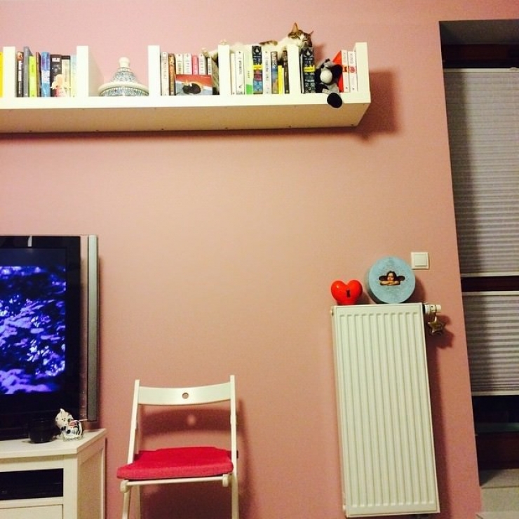 Illustration de l'article : Les chats et leur art du camouflage