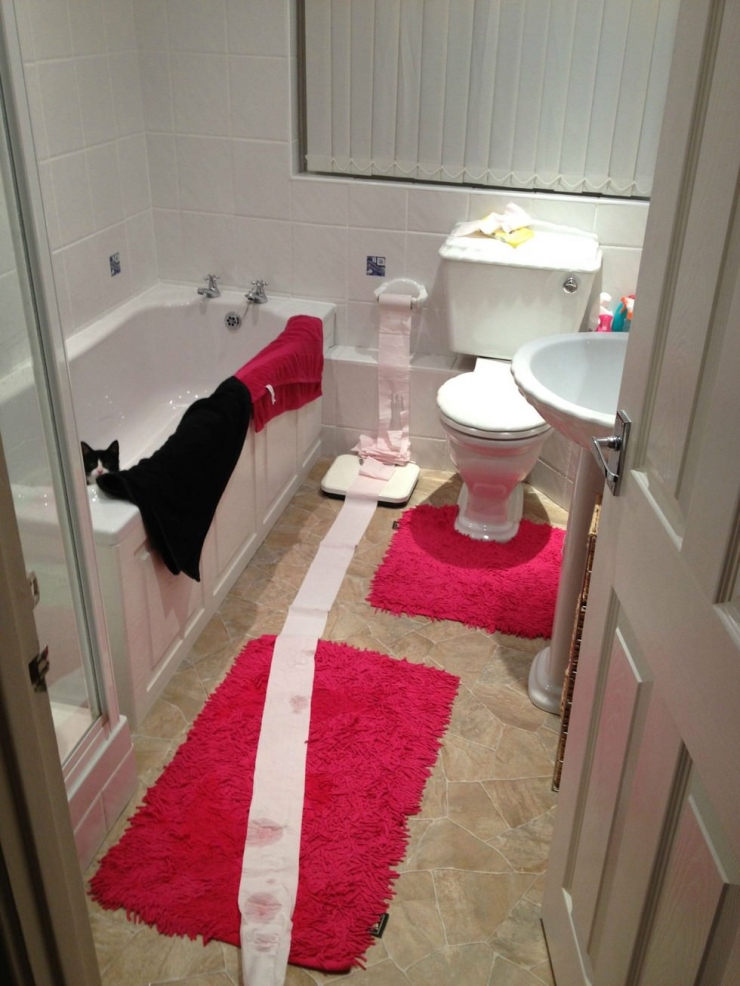 Illustration de l'article : Les chats et leur art du camouflage