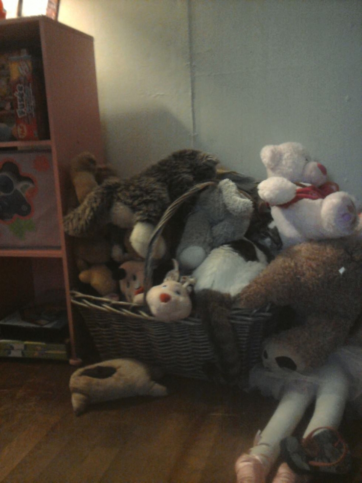 Illustration de l'article : Les chats et leur art du camouflage