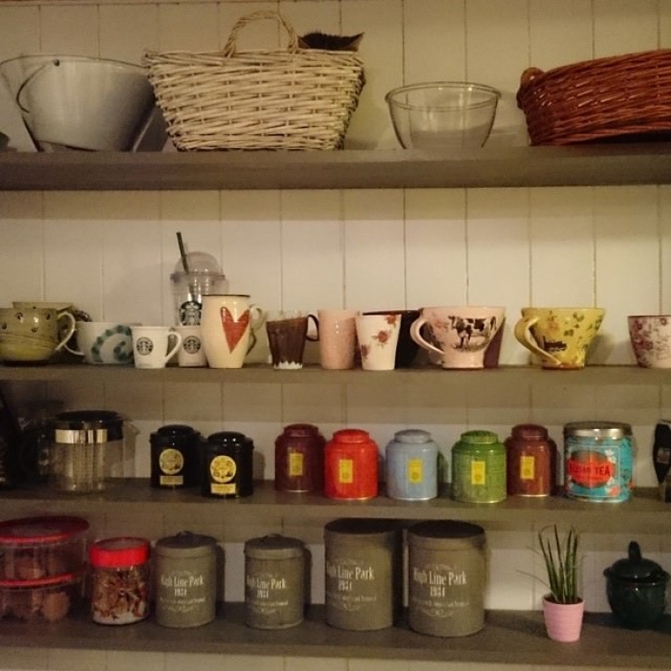 Illustration de l'article : Les chats et leur art du camouflage