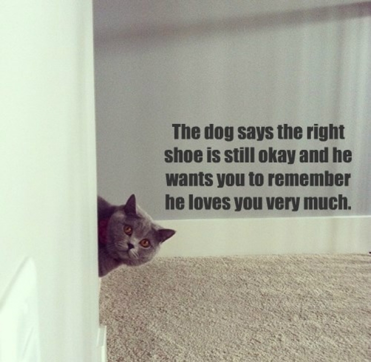 Illustration de l'article : 17 photos d'animaux aux l&eacute;gendes parfaites