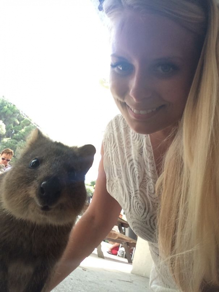 Illustration de l'article : Faire un selfie avec un quokka, c'est la derni&egrave;re tendance en Australie