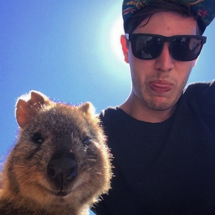 Illustration de l'article : Faire un selfie avec un quokka, c'est la derni&egrave;re tendance en Australie