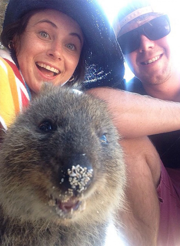 Illustration de l'article : Faire un selfie avec un quokka, c'est la derni&egrave;re tendance en Australie