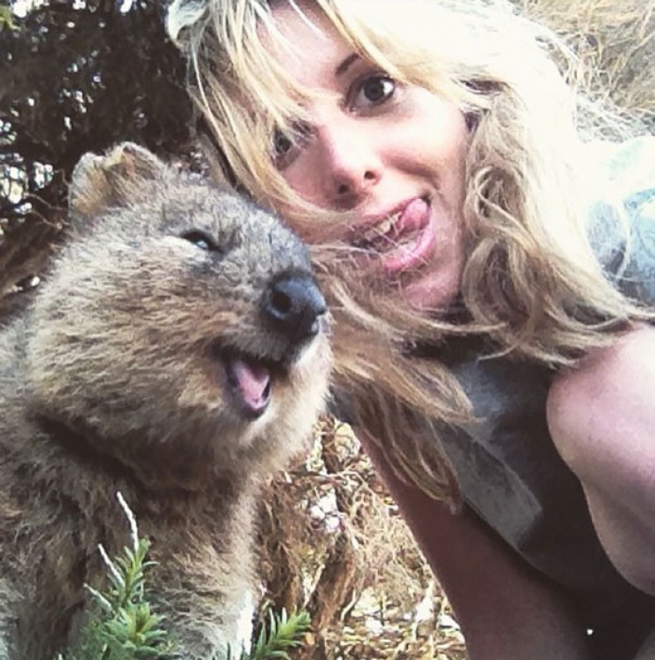 Illustration de l'article : Faire un selfie avec un quokka, c'est la derni&egrave;re tendance en Australie