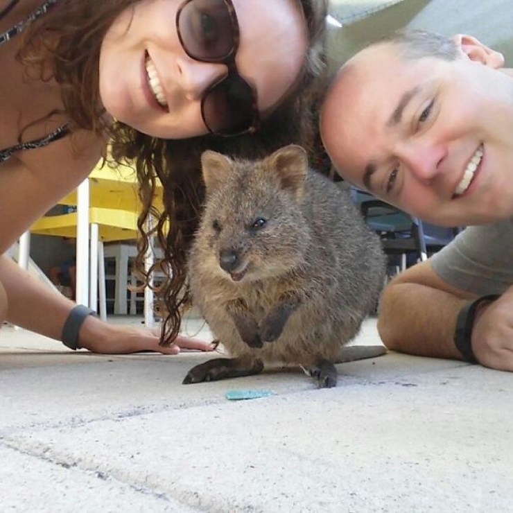 Illustration de l'article : Faire un selfie avec un quokka, c'est la derni&egrave;re tendance en Australie
