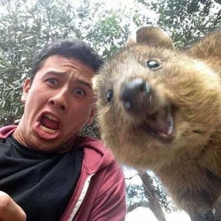 Illustration de l'article : Faire un selfie avec un quokka, c'est la derni&egrave;re tendance en Australie