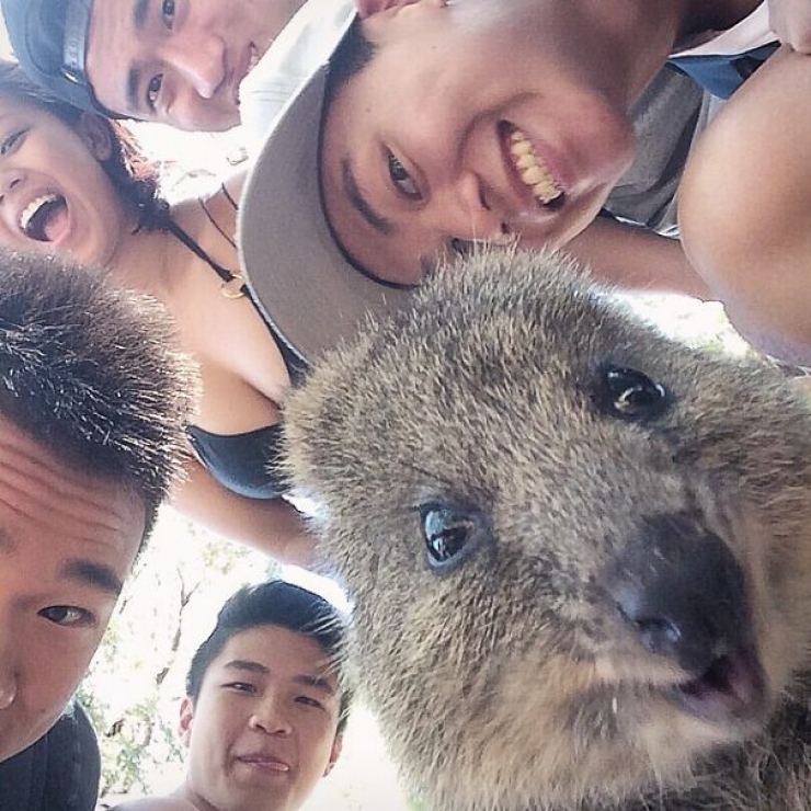 Illustration de l'article : Faire un selfie avec un quokka, c'est la derni&egrave;re tendance en Australie