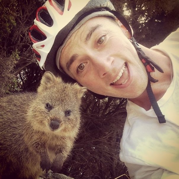 Illustration de l'article : Faire un selfie avec un quokka, c'est la derni&egrave;re tendance en Australie