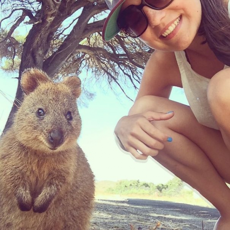 Illustration de l'article : Faire un selfie avec un quokka, c'est la derni&egrave;re tendance en Australie