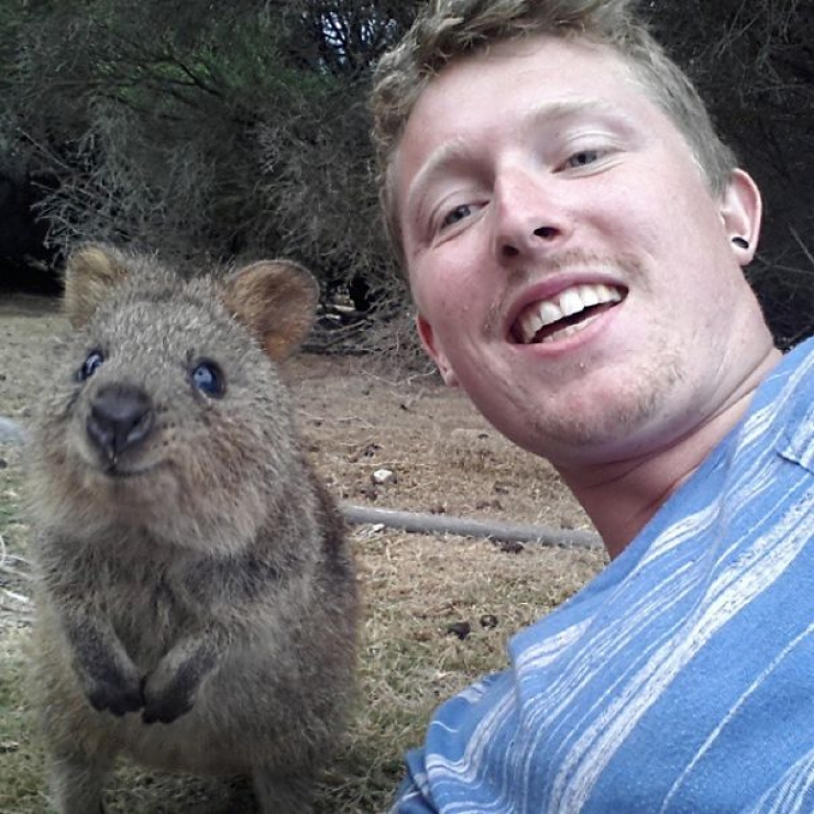 Illustration de l'article : Faire un selfie avec un quokka, c'est la derni&egrave;re tendance en Australie