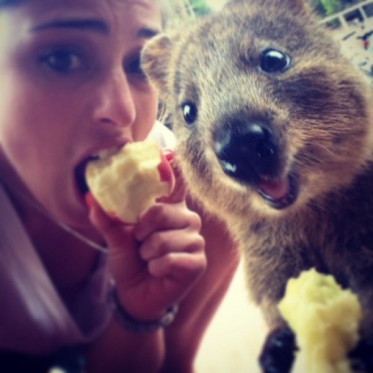 Illustration de l'article : Faire un selfie avec un quokka, c'est la derni&egrave;re tendance en Australie